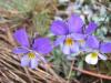 Dünen-Veilchen - Viola tricolor subsp. curtisii